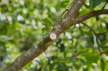 Lade das Bild in den Galerie-Viewer, GARDENA AssistCut Gartenschere 25 mm – 12222-20