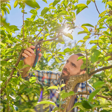 Lade das Bild in den Galerie-Viewer, Gardena Gartenschere Premium Cut Pro Flex
